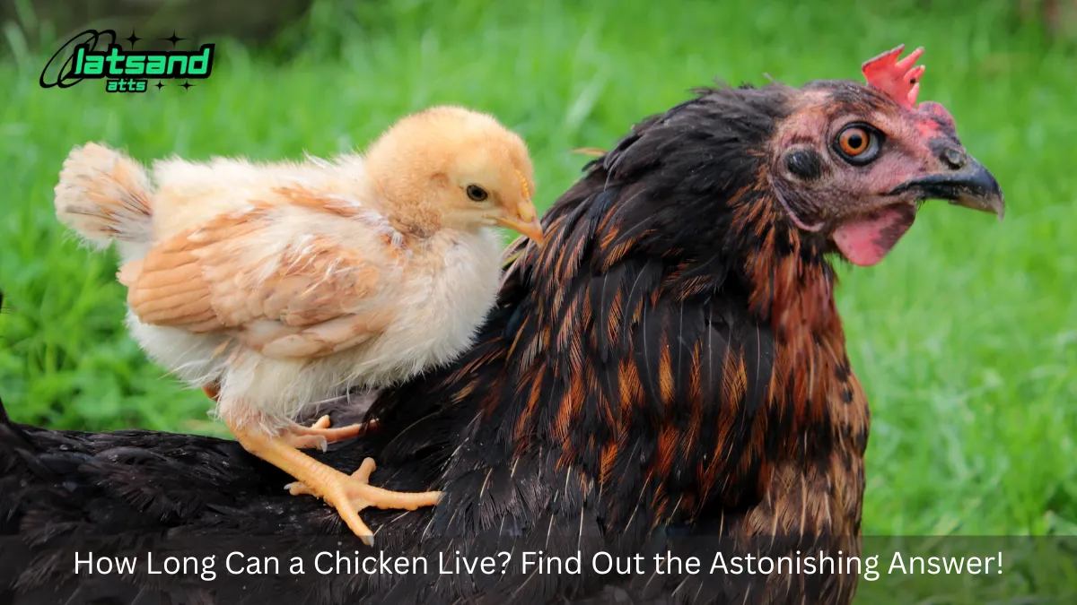 A young chick riding on the back of an older hen, symbolizing different stages of a chicken's life and raising the question, how long can a chicken live?